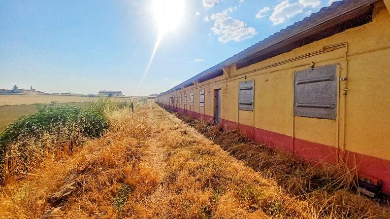NAVE AVÍCOLA